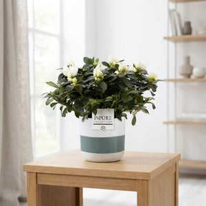 Mixed Rhododendron Azalea (Rhododendron simsii) – 12cm Pot