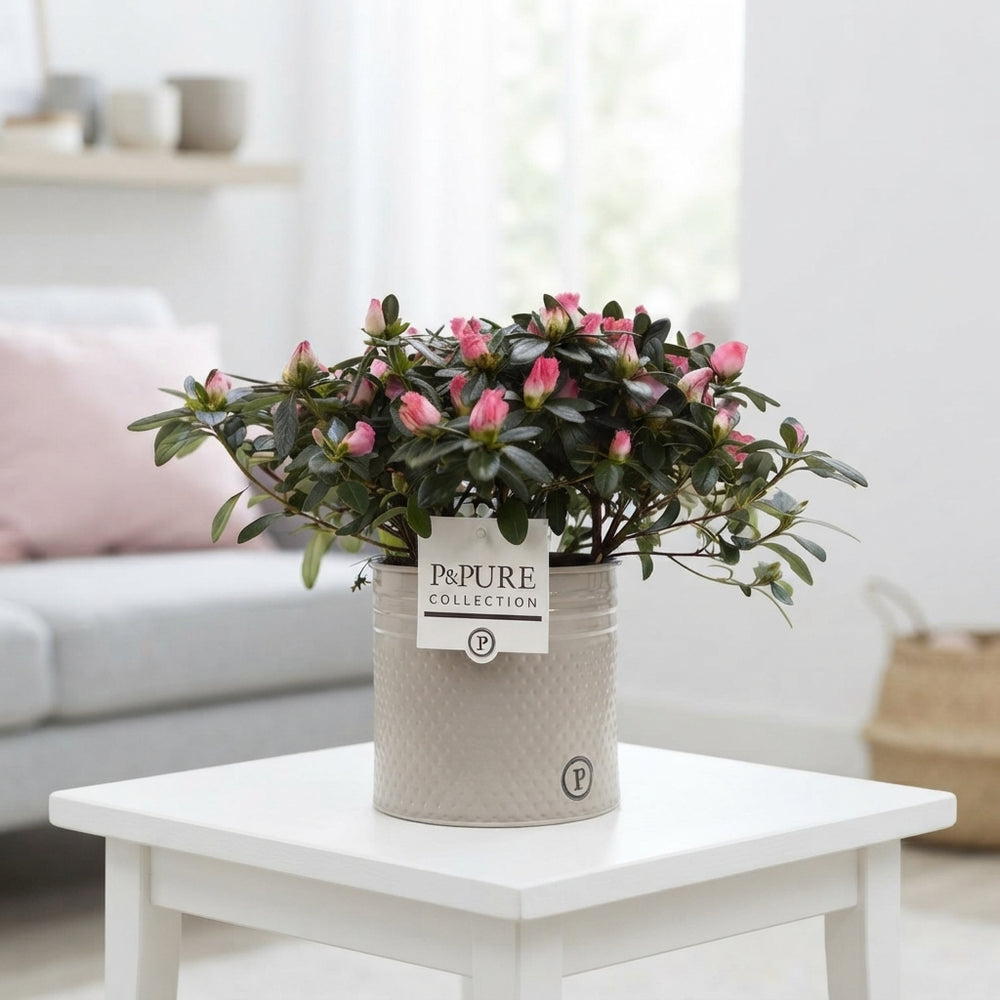 Mixed Rhododendron Azalea (Rhododendron simsii) – 12cm Pot