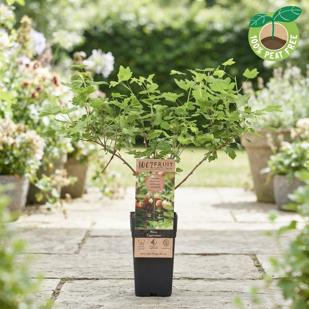 Captivator Gooseberry Plant (Ribes Captivator) – 15cm Pot
