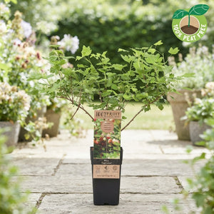 Captivator Gooseberry Plant (Ribes Captivator) – 15cm Pot