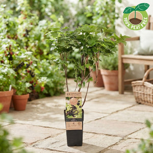 Jostaberry Plant (Ribes) – 15cm Pot