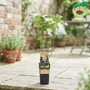 Ben Nevis Blackcurrant (Ribes nigrum) – 15cm Pot