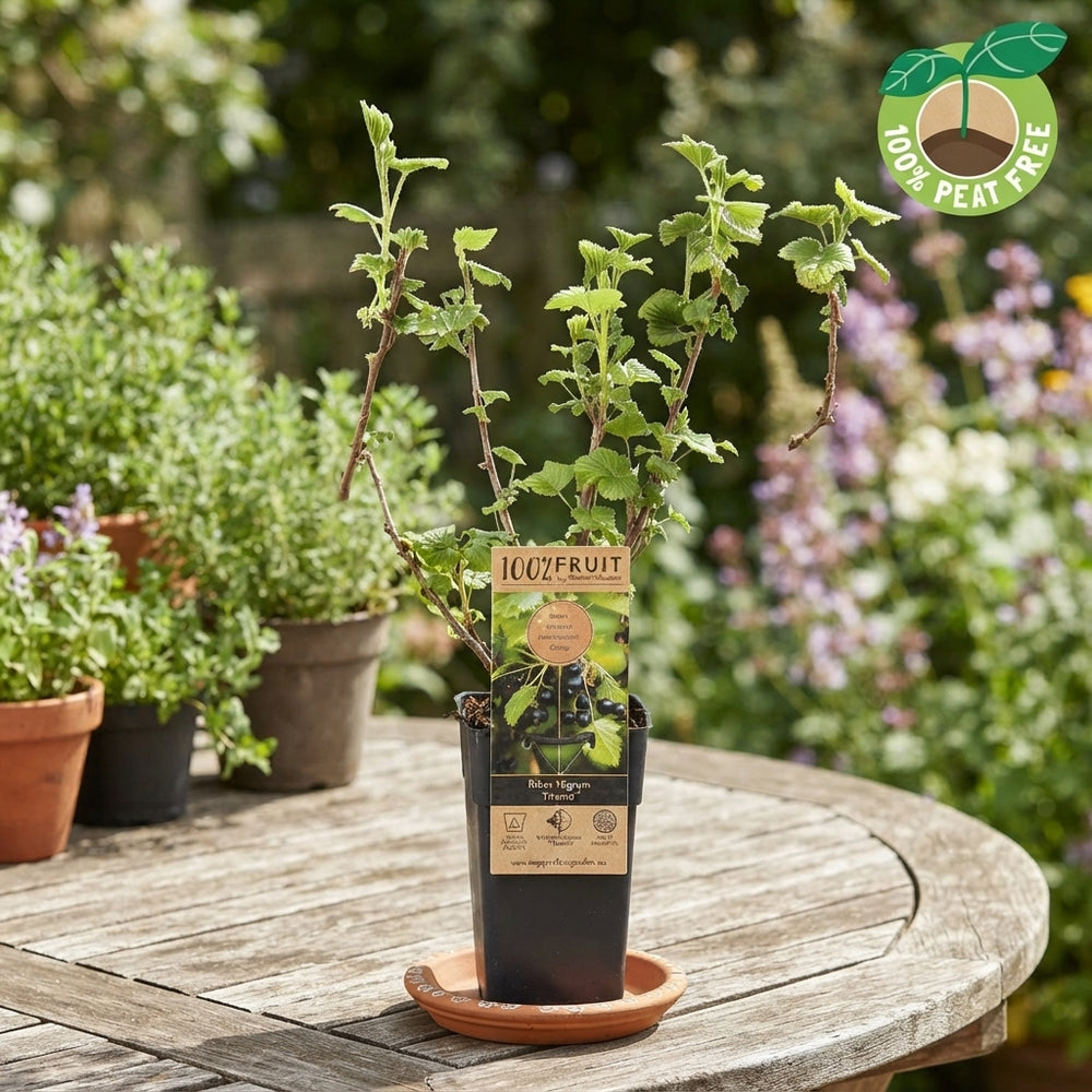 Titania Blackcurrant (Ribes nigrum) – 15cm Pot
