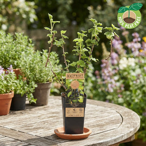 Titania Blackcurrant (Ribes nigrum) – 15cm Pot
