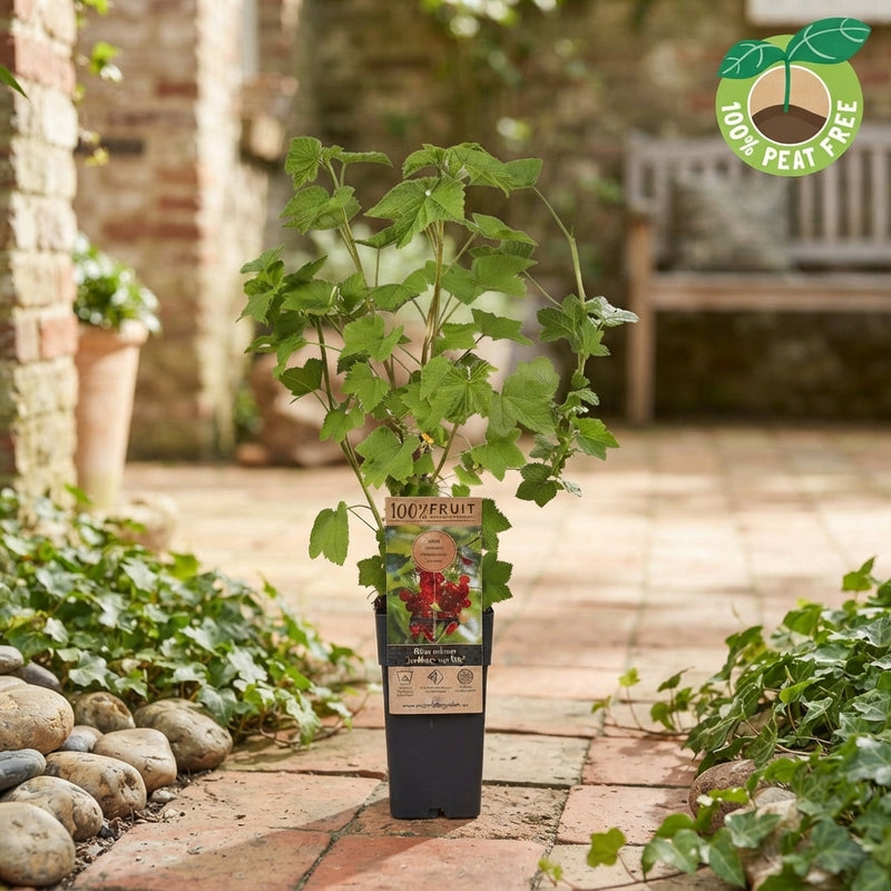 Redcurrant ‘Jonkheer Van Tets’ (Ribes rubrum) – 15cm Pot