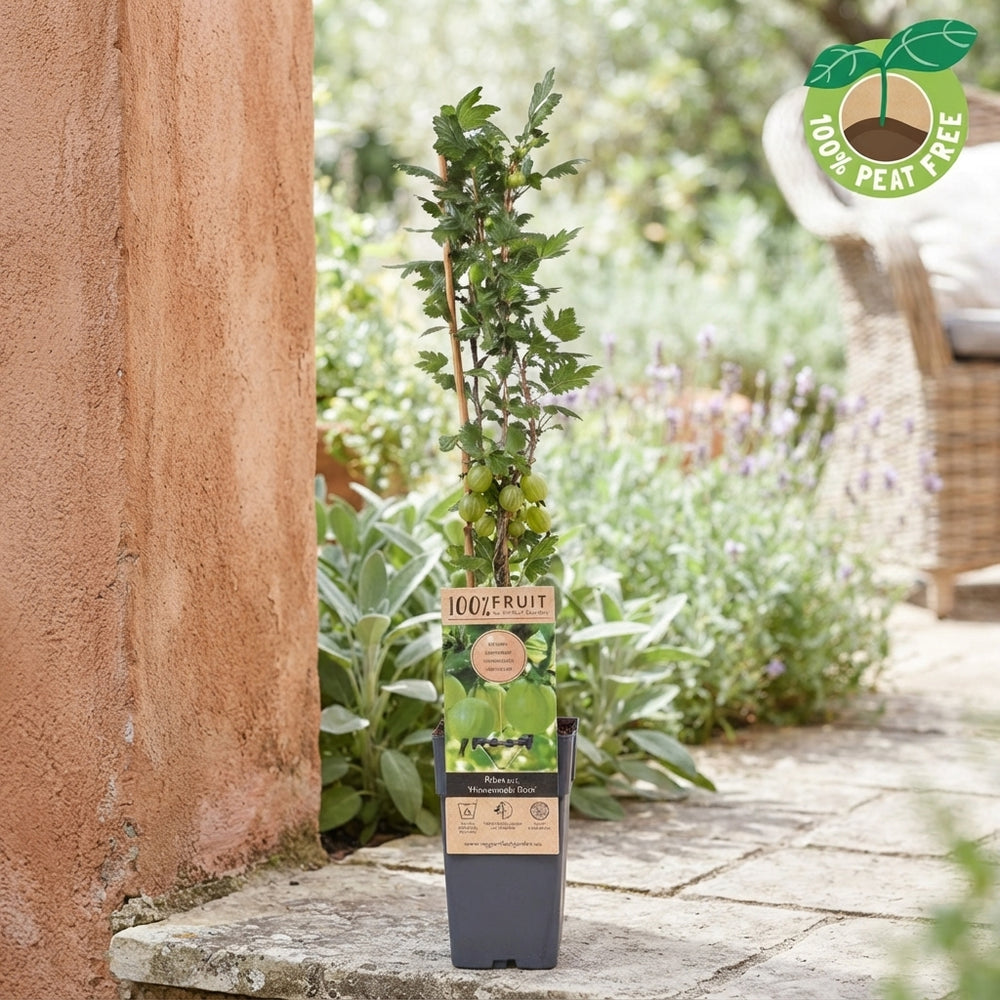 Hinnonmäki Red Gooseberry Plant (Ribes uva-crispa) – 15cm Pot
