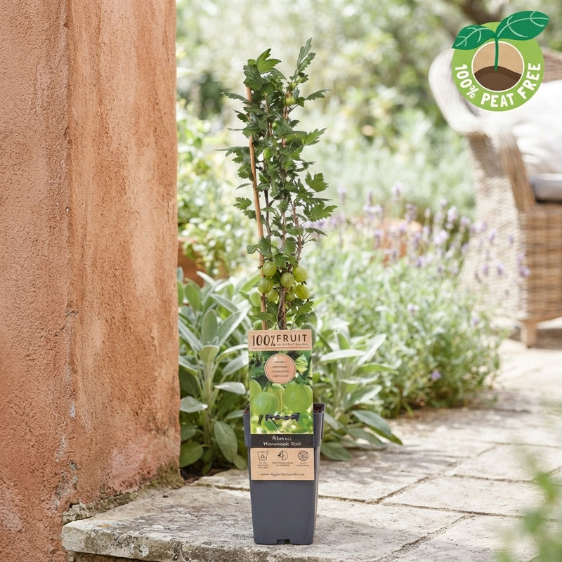 Hinnonmäki Red Gooseberry Plant (Ribes uva-crispa) – 15cm Pot