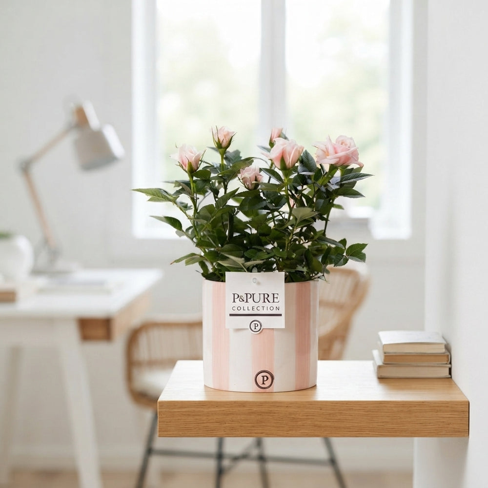 Mixed Rose Plant in Ceramic Pot – 12cm Pot