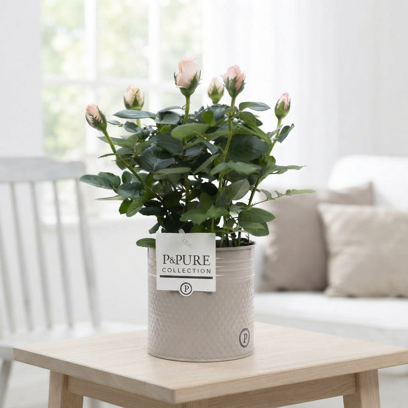 Mixed Rose Houseplant – 12cm Pot