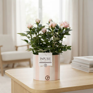 Pink Rose in Ceramic Pot – 12cm