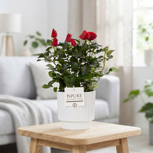 Red Rose Plant in Ceramic Ivy White Pot – 12cm