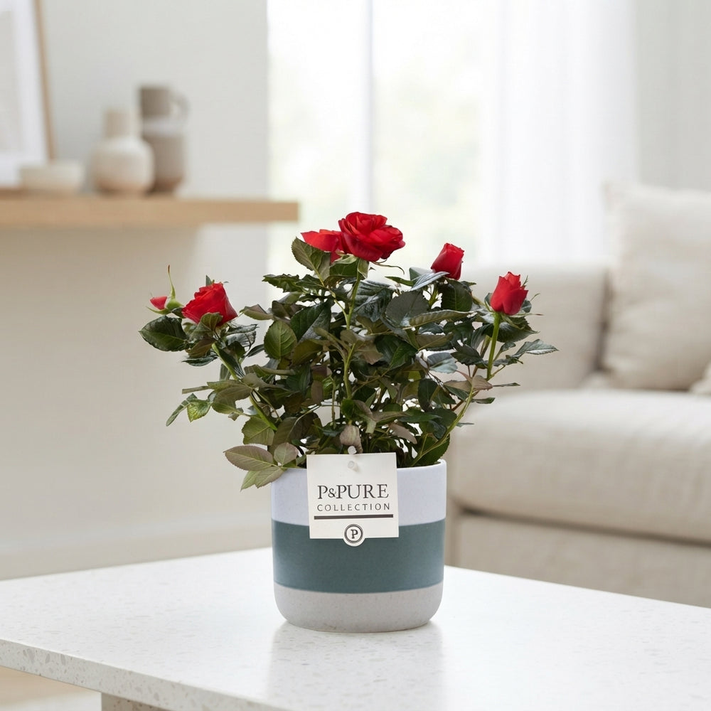 White Rose Plant in Ceramic Pot – 12cm