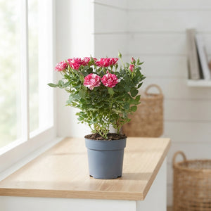 Pink Patio Rose (Rosa) – 10.5cm Pot