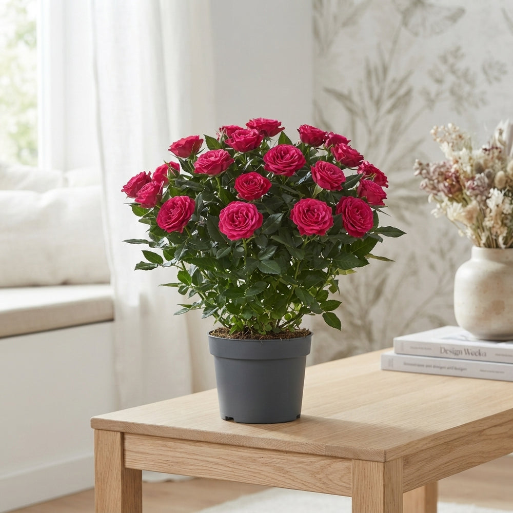 Deep Pink Patio Rose – 13cm Pot