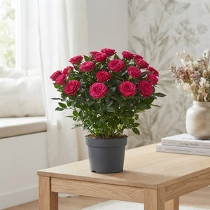 Deep Pink Patio Rose – 13cm Pot