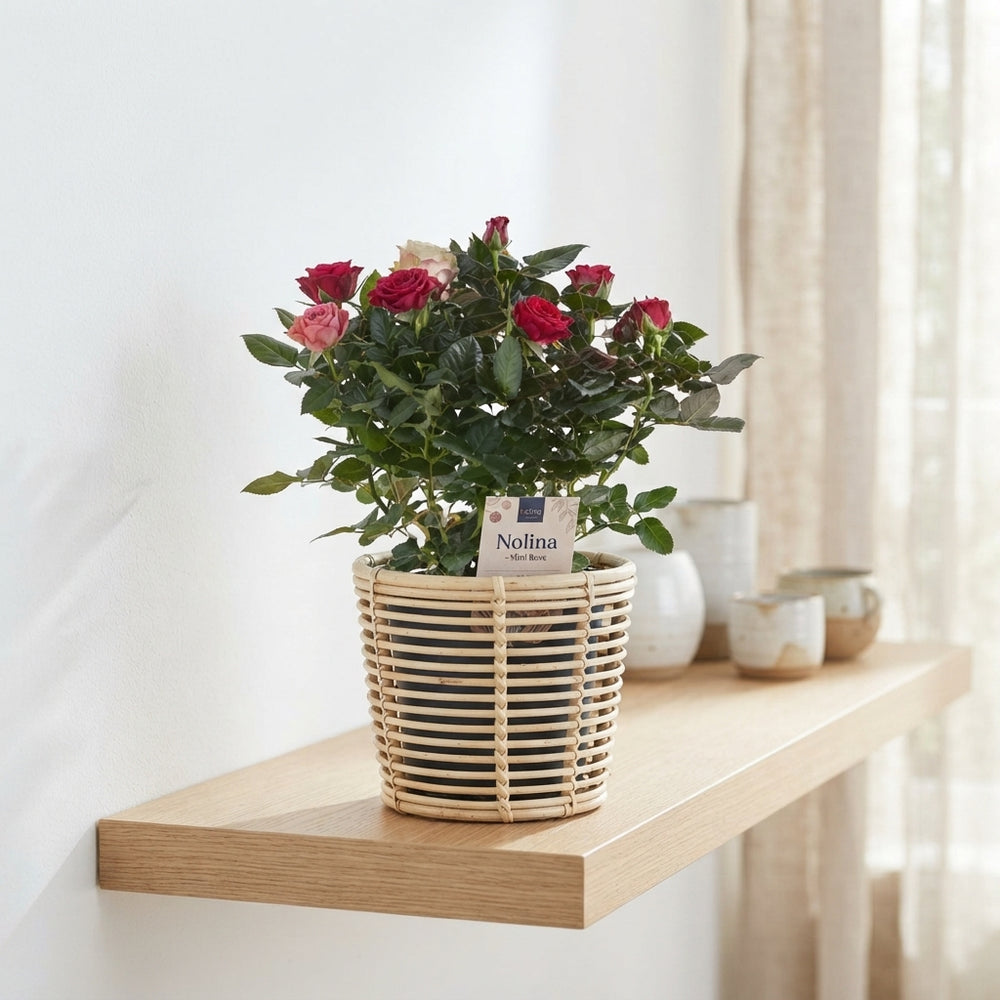 Mixed Patio Rose (Rosa) – 13cm Pot