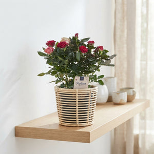 Mixed Patio Rose (Rosa) – 13cm Pot