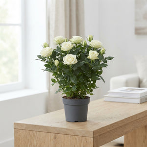 White Patio Rose (Rosa) – 13cm Pot