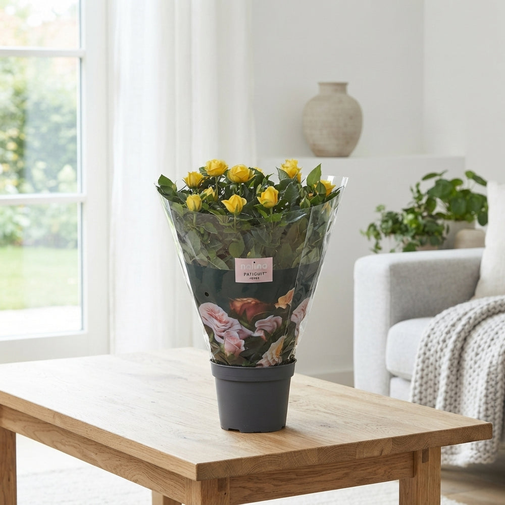 Yellow Patio Rose (Rosa) – 13cm Pot