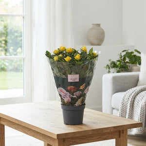 Yellow Patio Rose (Rosa) – 13cm Pot
