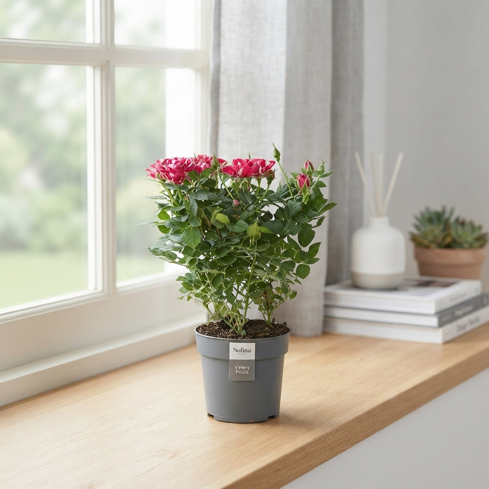 Pink Rose ‘Piia’ (Rosa) – 10.5cm Pot