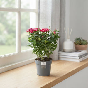 Pink Rose ‘Piia’ (Rosa) – 10.5cm Pot