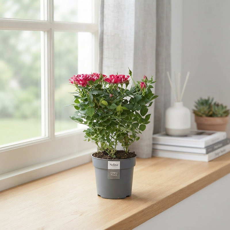 Pink Rose ‘Piia’ (Rosa) – 10.5cm Pot