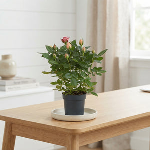 Mixed Rose Plant (Rosa) – 10.5cm Pot