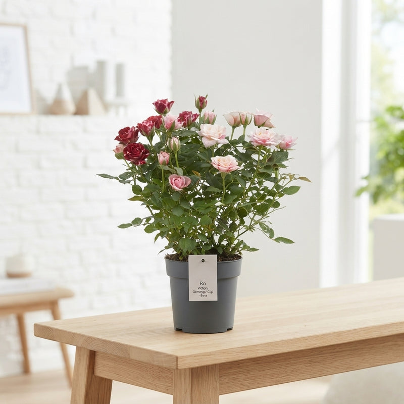 Mixed Rose Plant (Rosa) – 10.5cm Pot