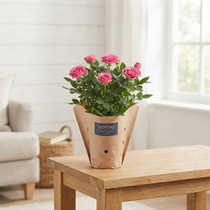 Mixed Rose Plant in Kraft Sleeve – 10.5cm Pot