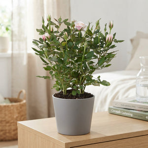 Pink Rose Plant (Rosa) – 10.5cm Pot