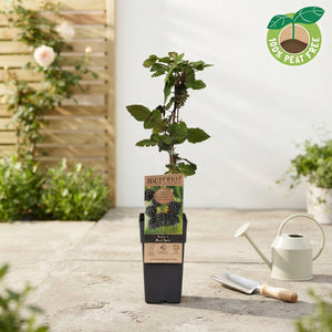 Black Satin Thornless Blackberry (Rubus) – 15cm Pot