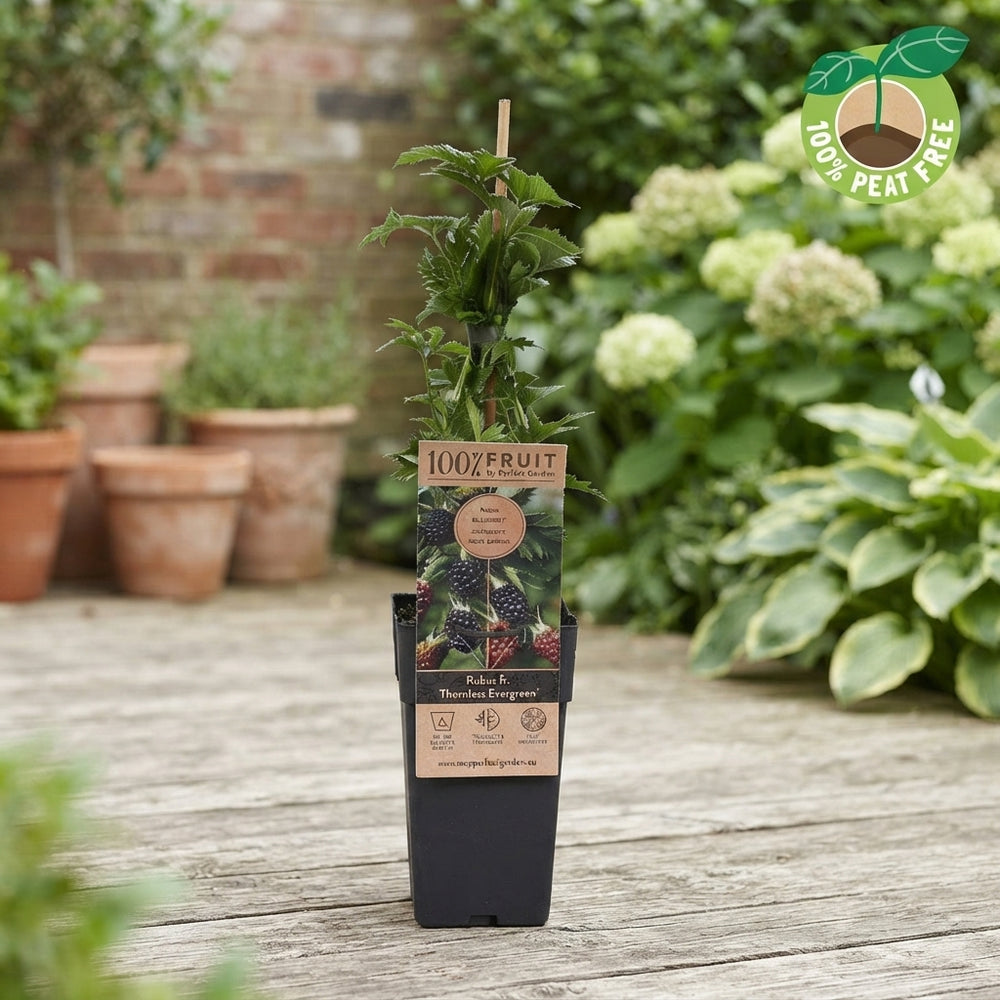 Thornless Evergreen Blackberry (Rubus fruticosus) – 15cm Pot