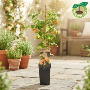 Fallgold Yellow Raspberry (Rubus idaeus) – 15cm Pot