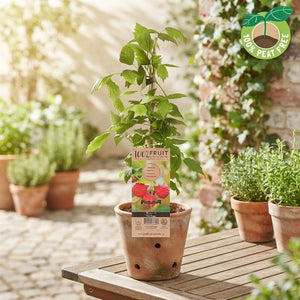 Heritage Raspberry Plant (Rubus idaeus) – 15cm Pot