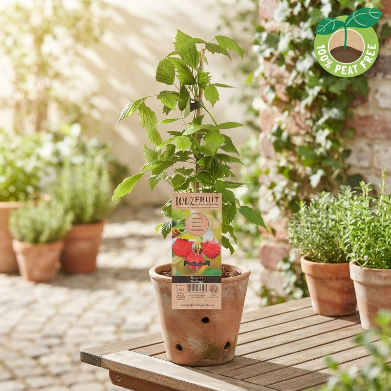 Heritage Raspberry Plant (Rubus idaeus) – 15cm Pot