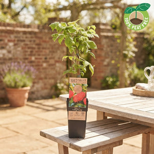 Malling Promise Raspberry Plant (Rubus idaeus) – 15cm Pot