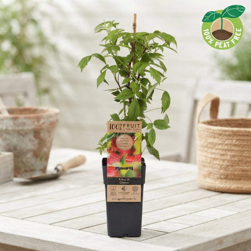 Ottawa Raspberry Plant (Rubus idaeus) – 15cm Pot