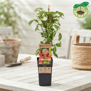 Ottawa Raspberry Plant (Rubus idaeus) – 15cm Pot