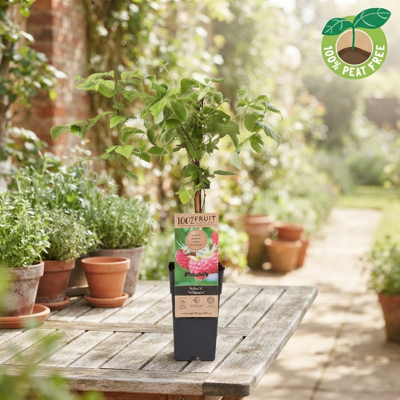 Willamette Raspberry Plant (Rubus idaeus) – 15cm Pot