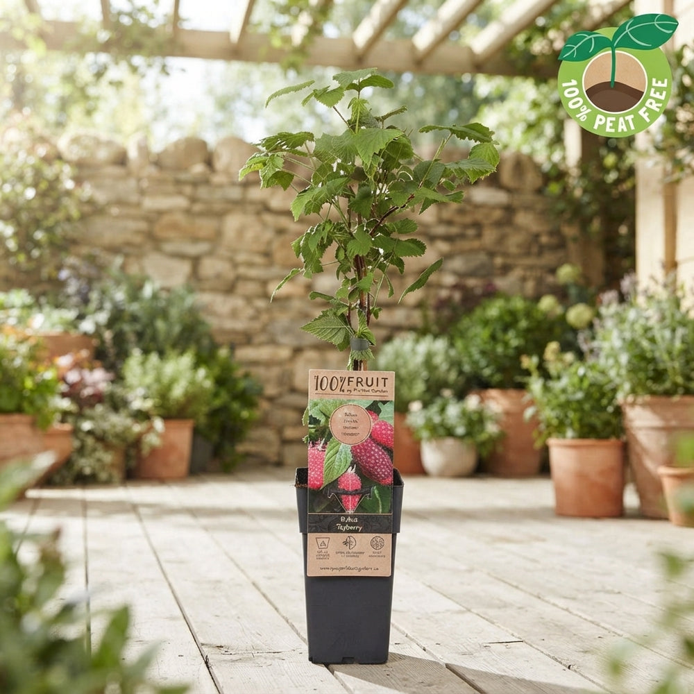 Loganberry-Tayberry Plant (Rubus) – 15cm Pot