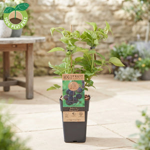 Black Jewel Blackberry Plant (Rubus occidentalis) – 15cm Pot