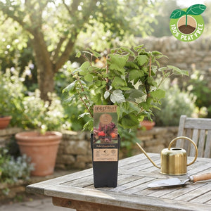 Japanese Wineberry (Rubus phoenicolasius) – 15cm Pot