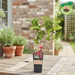 Thornless Loganberry (Rubus) – 15cm Pot