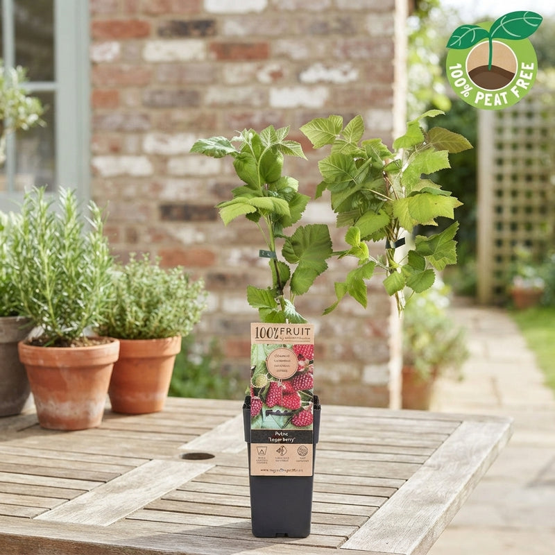 Thornless Loganberry (Rubus) – 15cm Pot