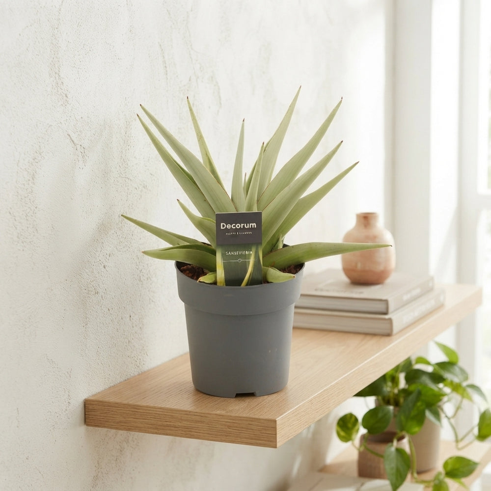 Sansevieria ‘Crown’ – 14cm Pot, 30cm Tall