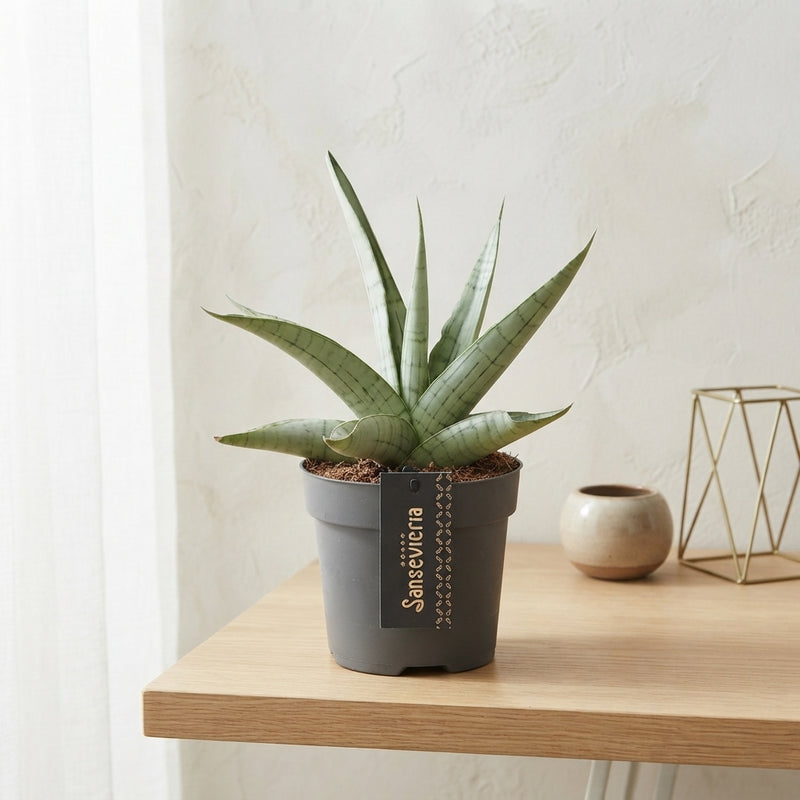 Sansevieria ‘Comet’ Pastel Grey – 12cm Pot