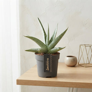 Sansevieria ‘Comet’ Pastel Grey – 12cm Pot