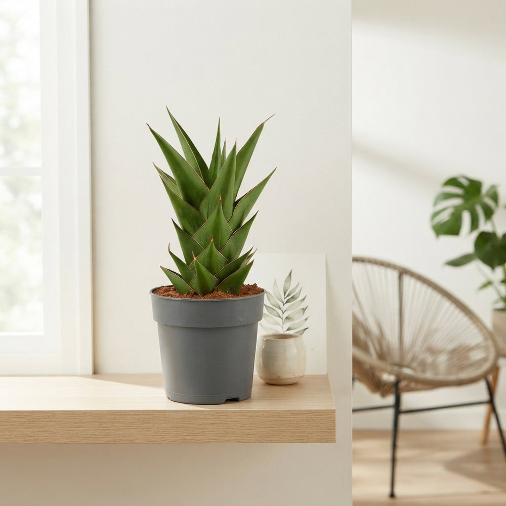 Mixed Sansevieria Houseplant – 12cm Pot, 25cm High