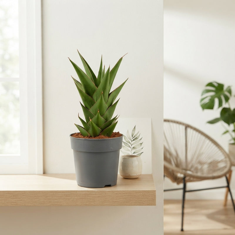 Mixed Sansevieria Houseplant – 12cm Pot, 25cm High